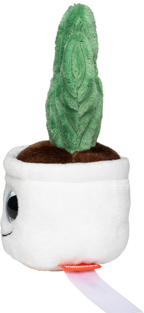 Kaktus Schmoozies® Evergreenies® - obrazek 7