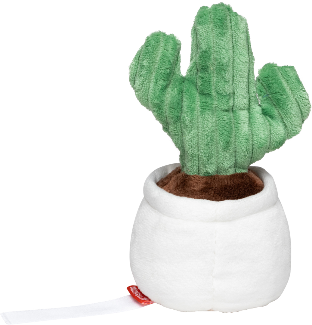 Kaktus Schmoozies® Evergreenies® - obrazek 8