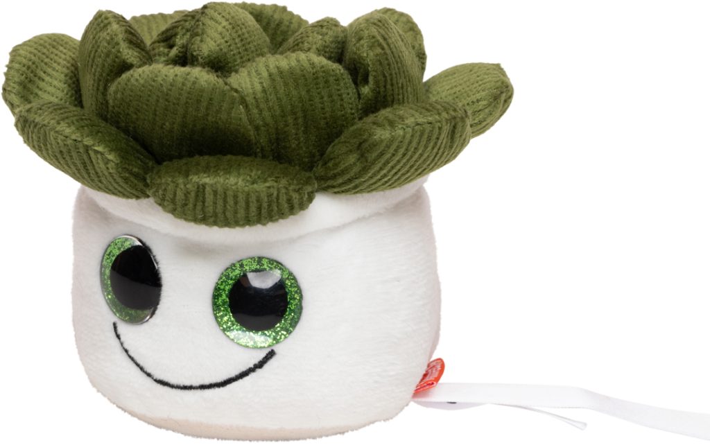 Sukulenty Schmoozies® Evergreenies® - obrazek 6