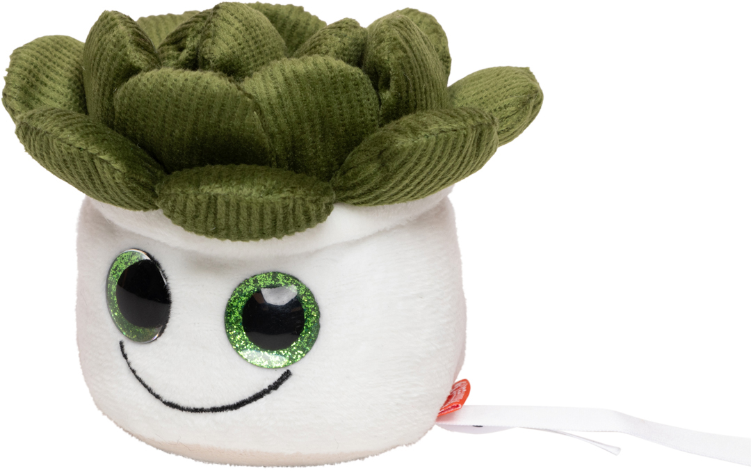 Sukulenty Schmoozies® Evergreenies® - obrazek 6