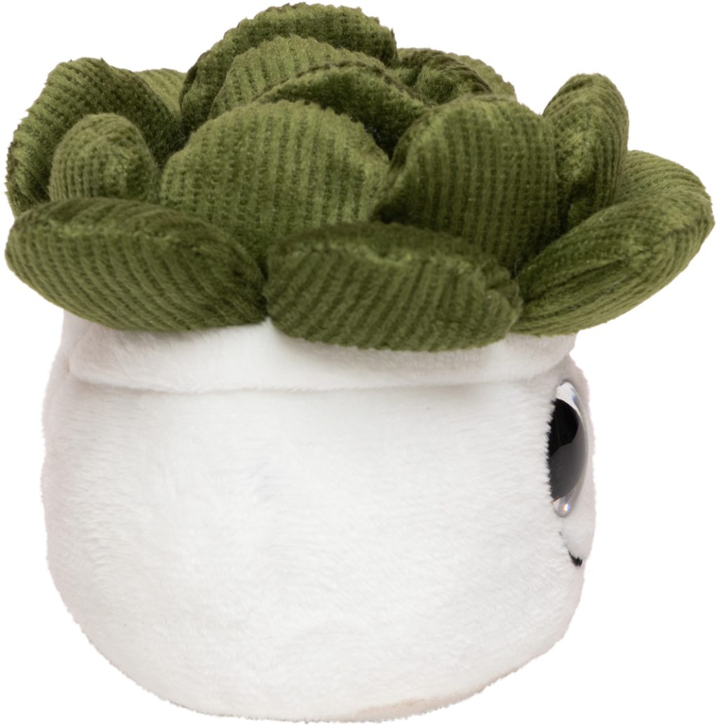 Sukulenty Schmoozies® Evergreenies® - obrazek 9