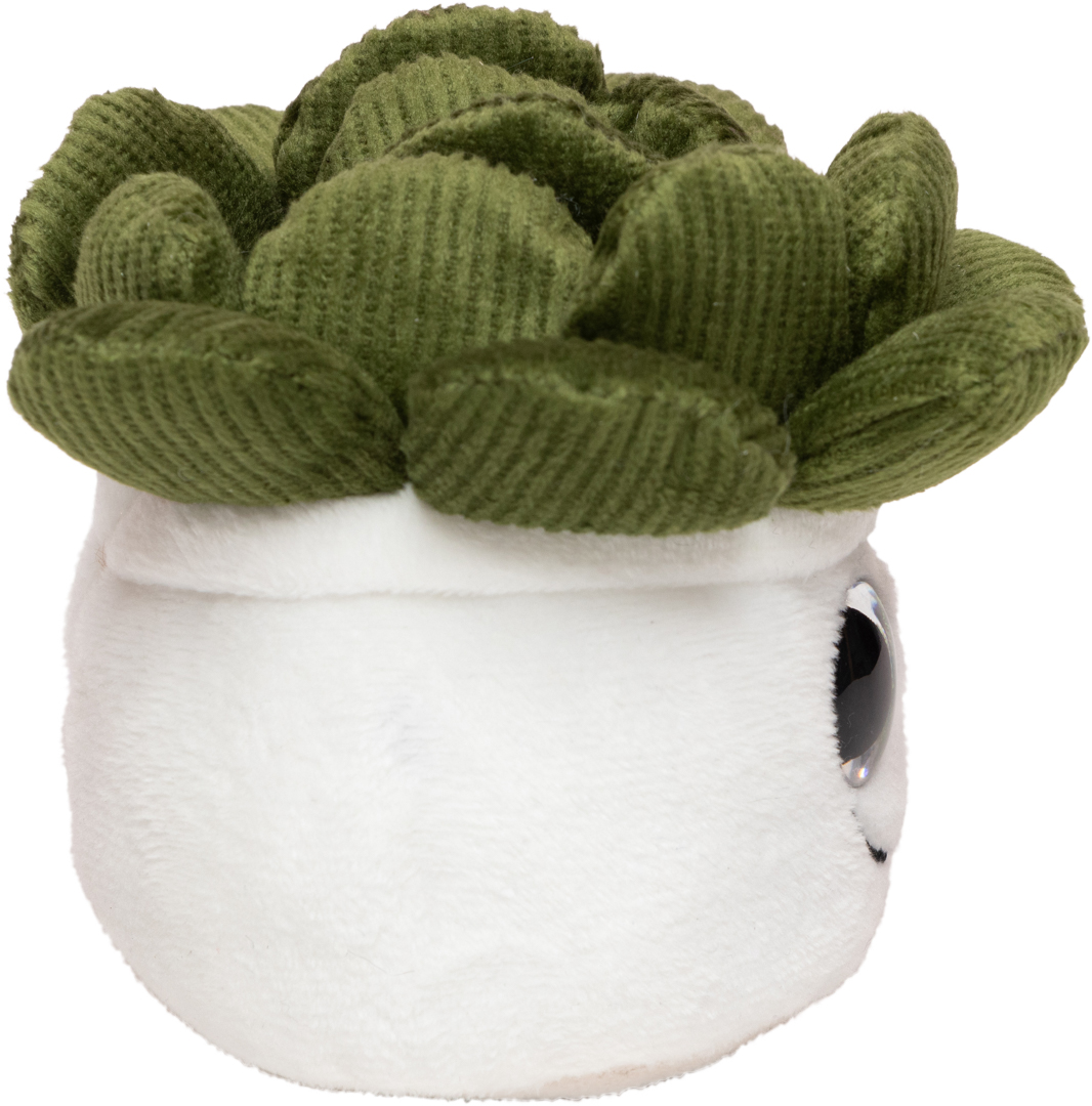 Sukulenty Schmoozies® Evergreenies® - obrazek 9