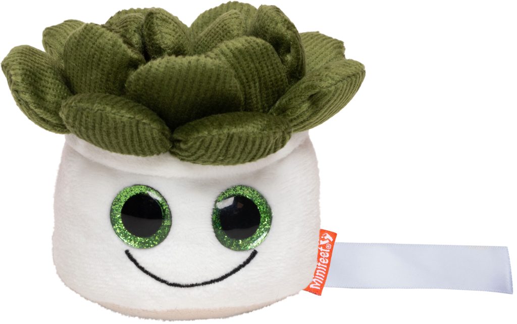 Sukulenty Schmoozies® Evergreenies®