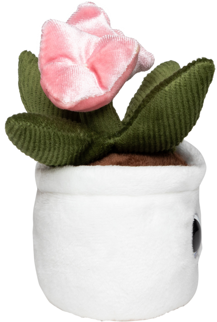 Tulipan Schmoozies® Evergreenies® - obrazek 9